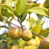 油茶果挂满枝头 河南南阳五万亩生态油茶迎丰收