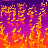 科技技术助力观测“鸟中大熊猫”黑颈鹤