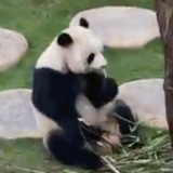 一句四川话，让大熊猫的DNA动了……