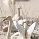 大量候鸟抵达包头黄河国家湿地公园