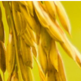 “一粥一饭，当思来处不易” 杜绝餐饮浪费从你我做起