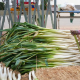 大葱长得高,百姓生活好——山东章丘大葱收获见闻