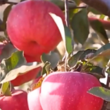 辽宁：北河村的乡村振兴之路