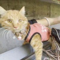 听见你，温暖你｜ “猫咪消防员”许哲：努力让“喵星人”活得更幸福一些