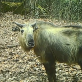 大地回春生机盎然 野生动物频频出没
