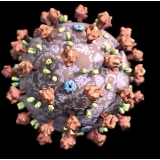 奥密克戎变异株“零重症”？轻症无需住院治疗？