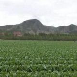 农业农村部：进入收获旺季 全国蔬菜生产供应有保障