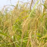 全国早稻播种面积7132.6万亩 增长0.4%