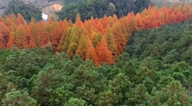 排牙山國家森林公園水杉“換紅裝”