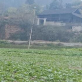 气象助力农作物种植，减少寒潮天气带来的经济损失