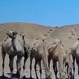 “补水”“救护”“免打扰”…… 这片栖息地很“舒适”