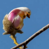 花鸟难辨 北京昌平玉兰花含苞待放像小鸟跃上枝头