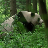 这是一个不能流浪的地球