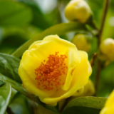 乡味 | 金花茶:金色花儿里的“幸福味道”