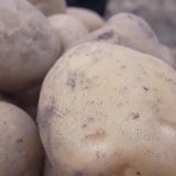 助力南北双丰收!“北薯南种”打通了这条产业链