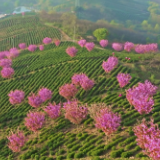 千亩茶园美如画 茶农“画中”采茶忙