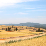 热评丨风吹麦浪时 从“增”“减”中看夏收