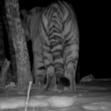 野生东北虎“完达山一号”再亮相 生物多样性保护成效显著