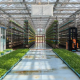 穷“洼里”迈上现代农业“高地”