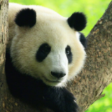 一觉醒来，“和叶”弟弟变妹妹！大熊猫性别为何难辨？