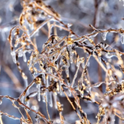 寒潮来袭，湖南冻雨再次上线！春节假期返程请注意