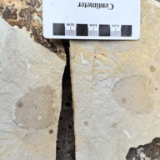 “何”以自然 | 五问湖南发现距今约5.4亿年海绵化石 在哪发现的?市民能不能看到这枚化石?