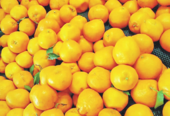 用保鲜剂泡过的柑橘还能吃吗？专家解读