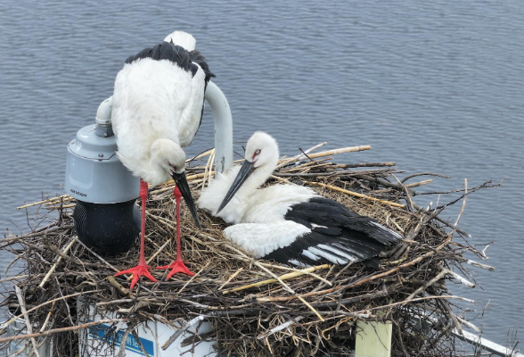 洞庭湖将迎新“宝宝”！“鸟中国宝”东方白鹳首次被发现在湖南繁殖