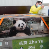 大熊猫“金喜”和“茱萸”乘专机抵达西班牙