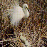 家族添新丁 新疆各湿地候鸟安家筑巢忙忙忙