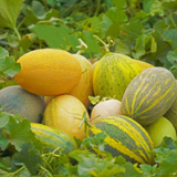 好品中国丨天山脚下的甜蜜盛宴