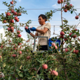 沪滇探索“组团式”帮扶助力乡村振兴