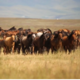 新疆昭苏：观万马奔腾气势如虹！