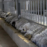 活力内蒙古丨神奇的“智慧牧场”