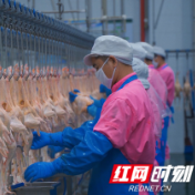 强链、补链、延链——湖南肉类加工业靠啥破势出圈？