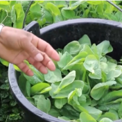 过年菜篮子“水灵灵” 大山里“豆贝”和沙漠里蔬菜都上线了