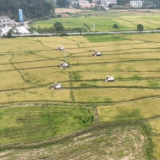 湖南：稻香三湘大地 晚稻陆续开镰收割