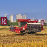 湖南江华13.2万亩二季晚稻集中收割 全力确保颗粒归仓