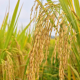 秋收“丰”景丨科技“奏响”三湘晚稻“丰收曲”