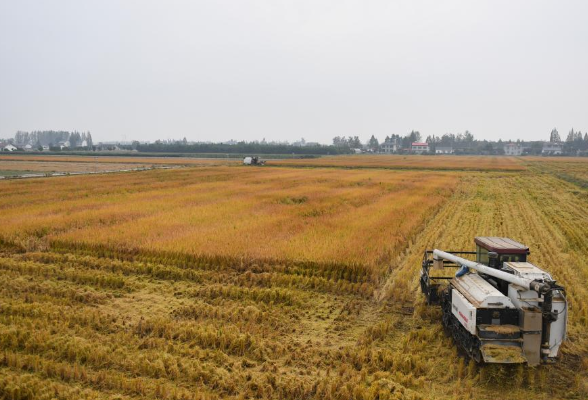 益阳：洞庭湖畔 新农人迎接“收稻季”