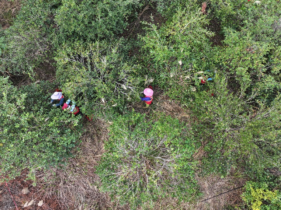 202510314768008676de4d7bb5966d643750f6b6_202510292ea09adf6c104a88bf056f192d0a384f.png 202510314768008676de4d7bb5966d643750f6b6_202510292ea09adf6c104a88bf056f192d0a384f.png