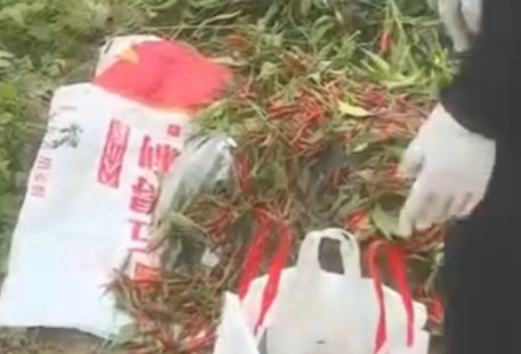陕西咸阳附近千亩辣椒免费摘？系谣言
