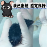 太空鼠回来了!中国空间站第九批空间科学实验样品顺利返回