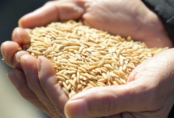 绥宁：“一粒种子”闯海外