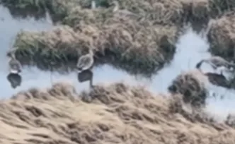 视频丨豆雁迁徙有何秘密？跟着记者开启洞庭湖“追雁”之旅