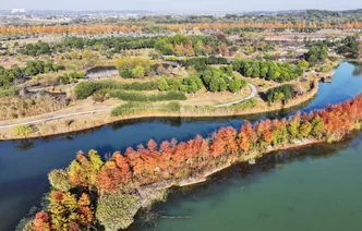 湖南长沙：水杉画卷引客来