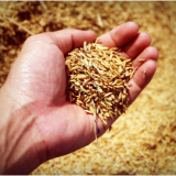 国家统计局:2025年全国粮食总产量14298亿斤 增长1.2%