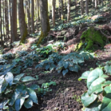 湖南新宁生态“沃土”育出林下经济“增收链”