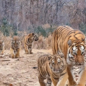 六虎同框！母虎带五崽罕见亮相东北虎豹国家公园