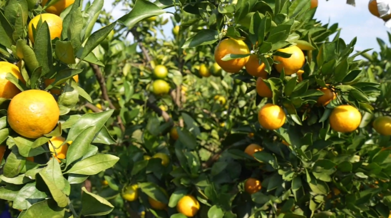 洞口县:雪峰蜜桔 全球之旅